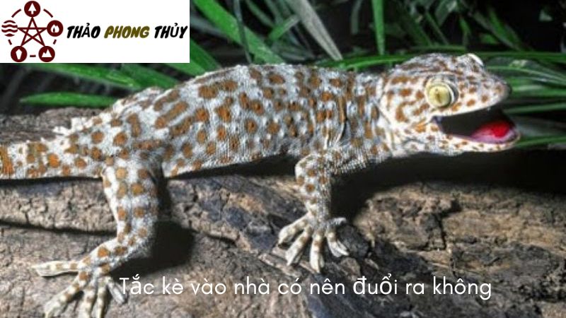 tắc kè vào nhà có nên đuổi ra không